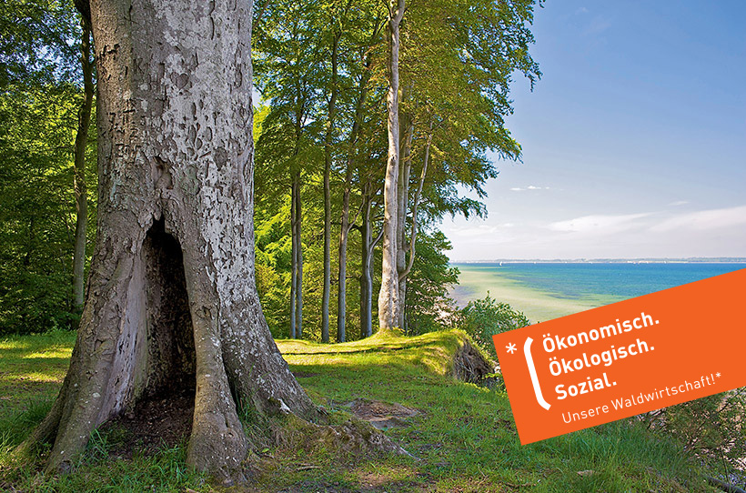 Unsere Waldwirtschaft, Schleswig-Holsteinische Landesforsten