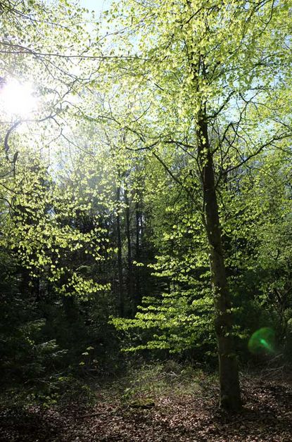 Jugendwaldheim Hartenholm