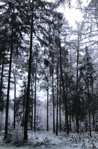 Nadelwald im Winter