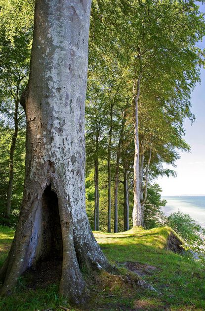 Schleswig-Holsteinische Landesforsten