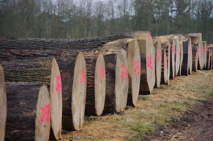 Wertholz-Submission der Schleswig-Holsteinischen Landesforsten