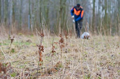 Pflanzung der Schleswig-Holsteinischen Landesforsten