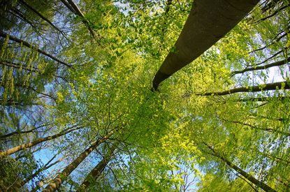 Buchenwald aus der Froschperspektive