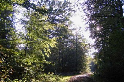 Offene Stellen bei den Landesforsten
