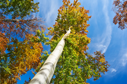 Bestatttungswälder der Schleswig-Holsteinischen Landesforsten