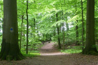 FFH-Schutzgebiet Bordesholm