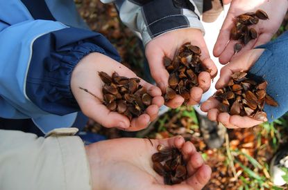 Mit Kindern in den Wald