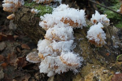 RuheForst Kummerfeld/Kreis Pinneberg