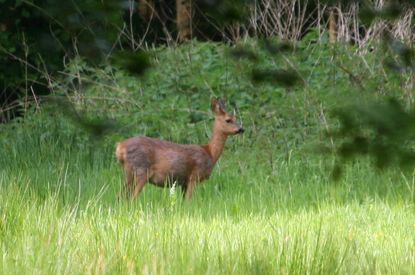 Reh in den Wäldern der Schleswig-Holsteinischen Landesforsten