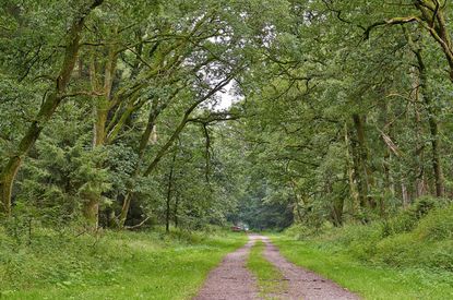 Spaziergang zum ErlebnisWald Trappenkamp
