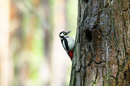 Gemeinwohlleistungen