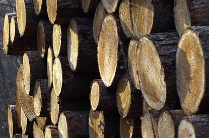 Rundholzpolter, Schleswig-Holsteinische Landesforsten