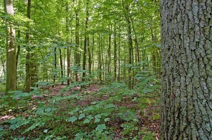 Alte Eichen am Großen Eutiner See