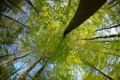 Unser Buchenwald aus der Froschperspektive, Schleswig-Holsteinische Landesforsten