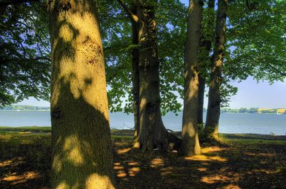 Buchen, Schleswig-Holsteinische Landesforsten